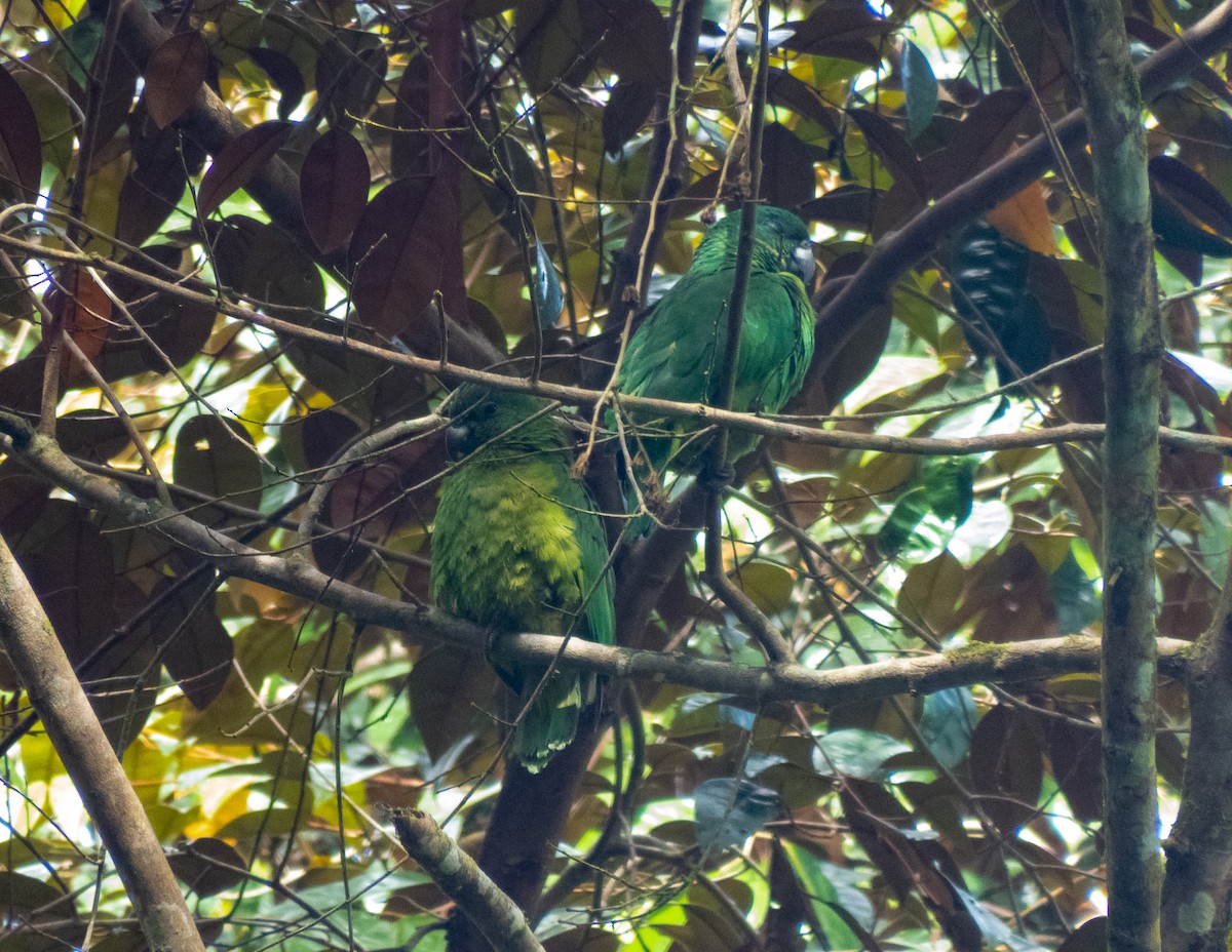 Black-billed Amazon - ML415782831