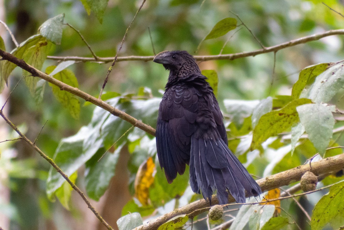 Smooth-billed Ani - ML415782871