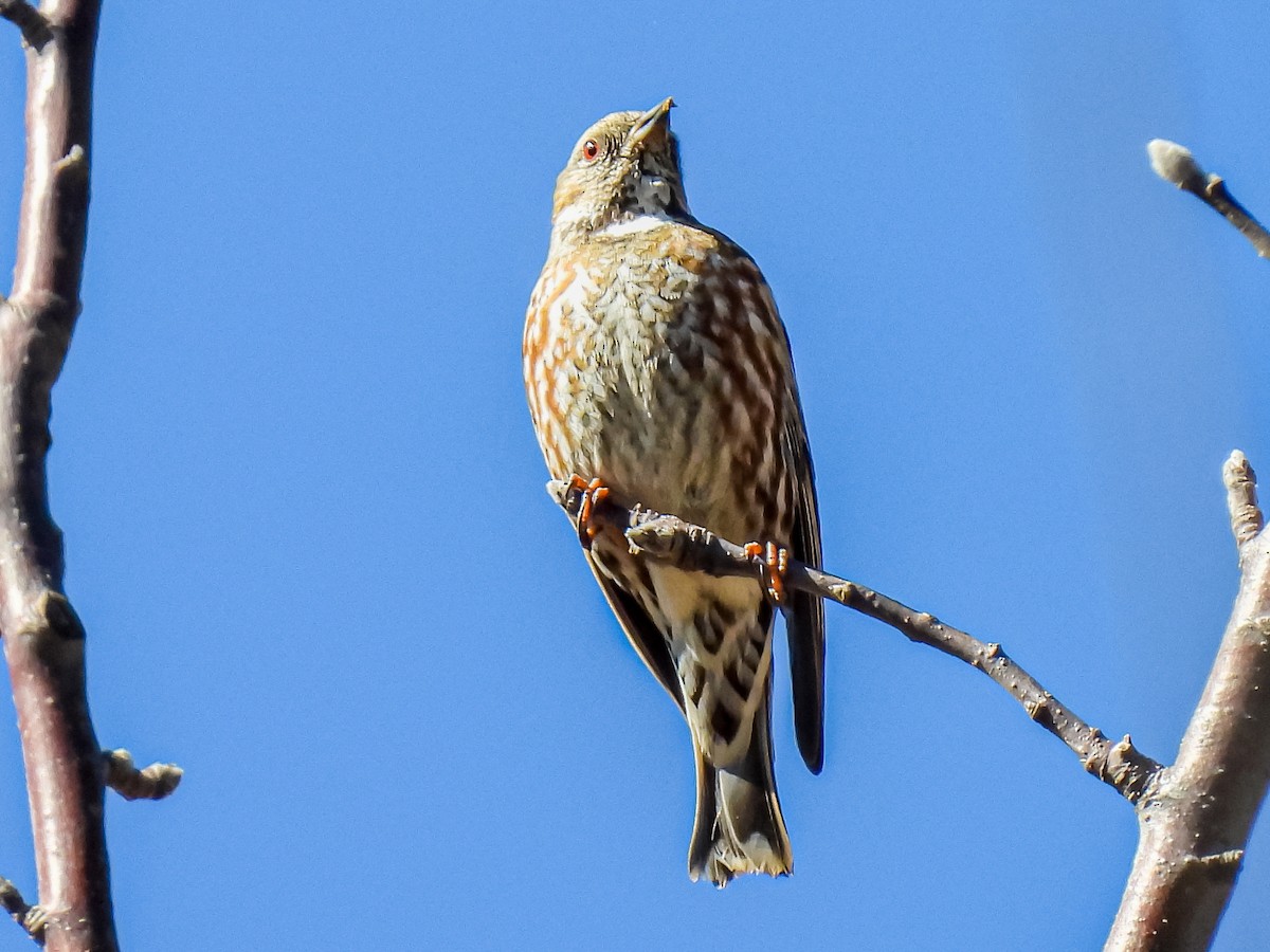 Altai Accentor - ML415783711