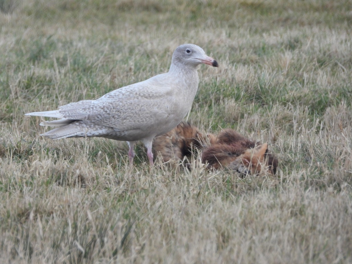 Glaucous Gull - ML415784591