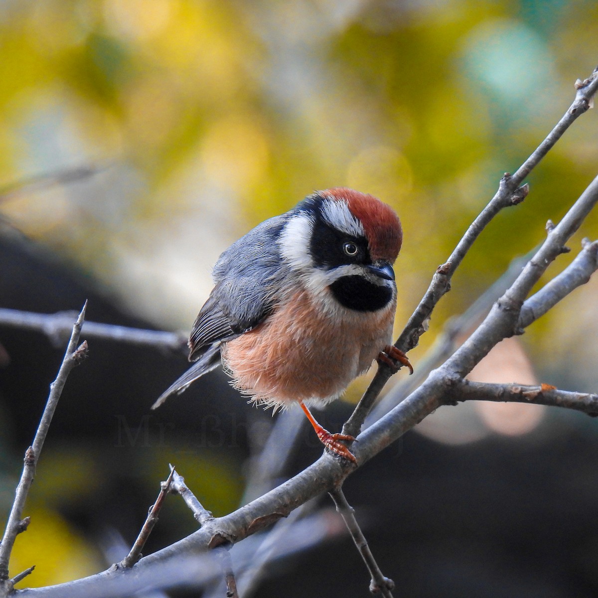 Black-throated Tit - ẞhárdwàj Akshãy