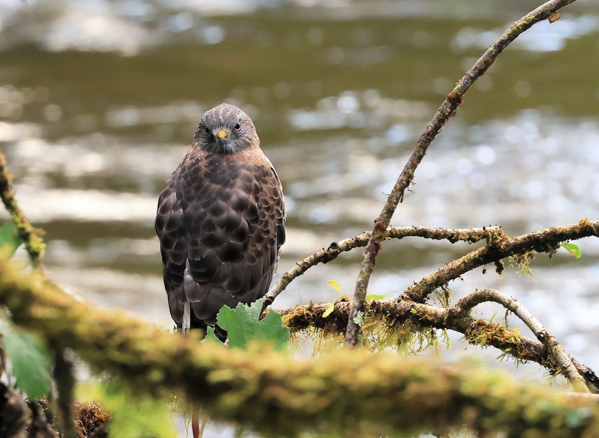 Broad-winged Hawk - ML415784811