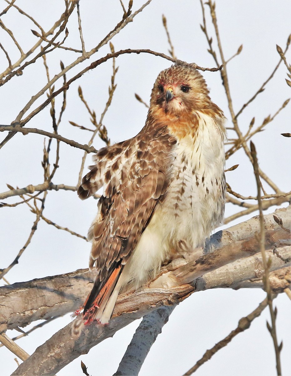 Red-tailed Hawk - Marie-Josee D'Amour