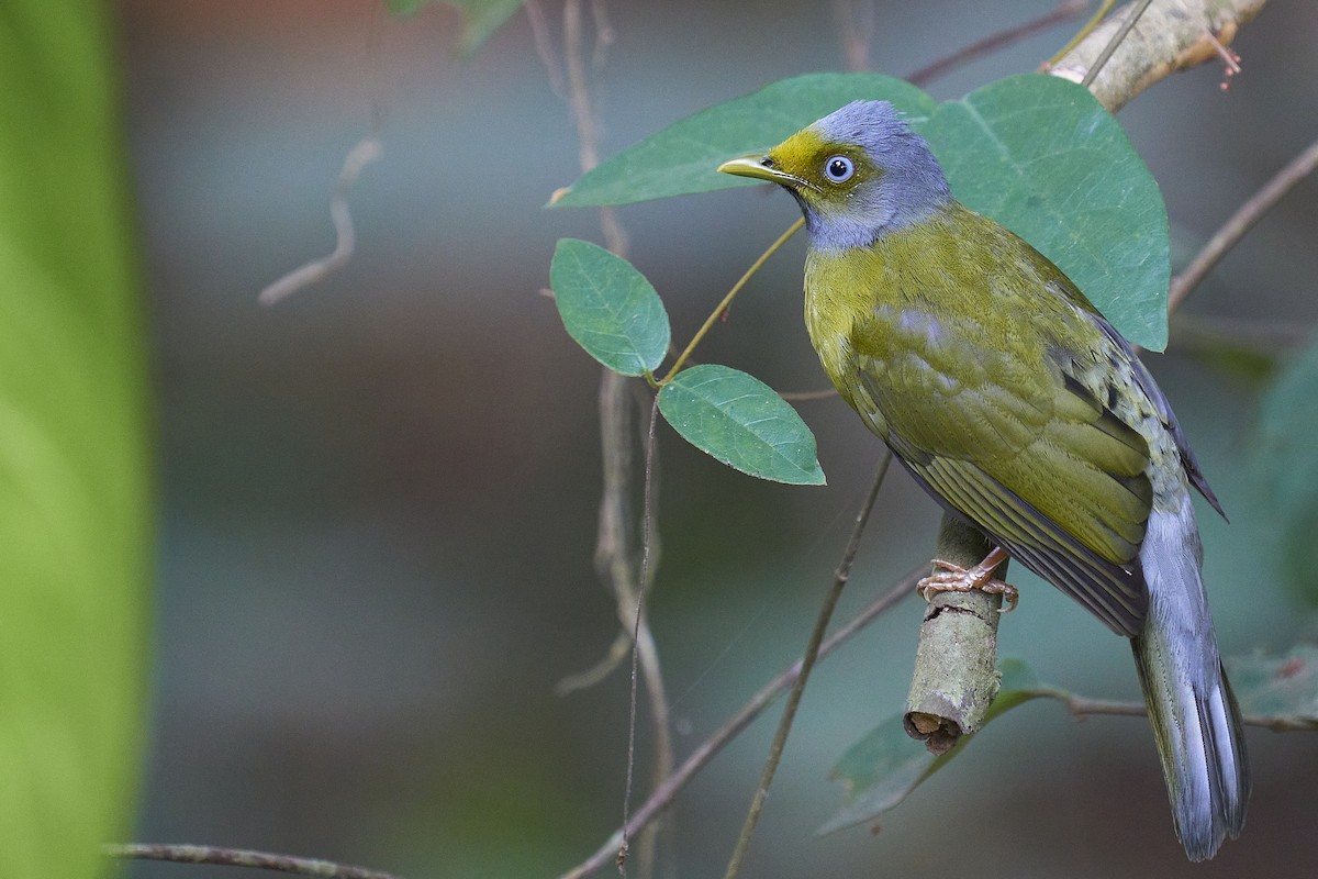 Gray-headed Bulbul - ML415785511