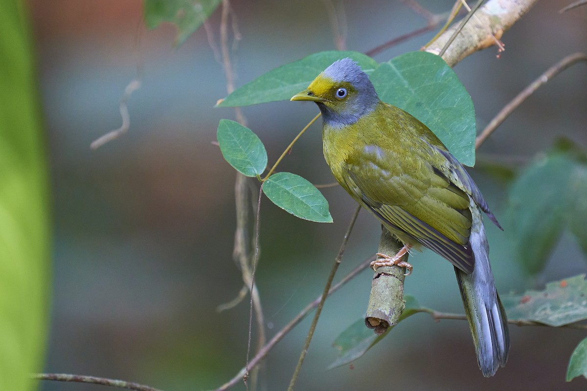 Gray-headed Bulbul - ML415785521