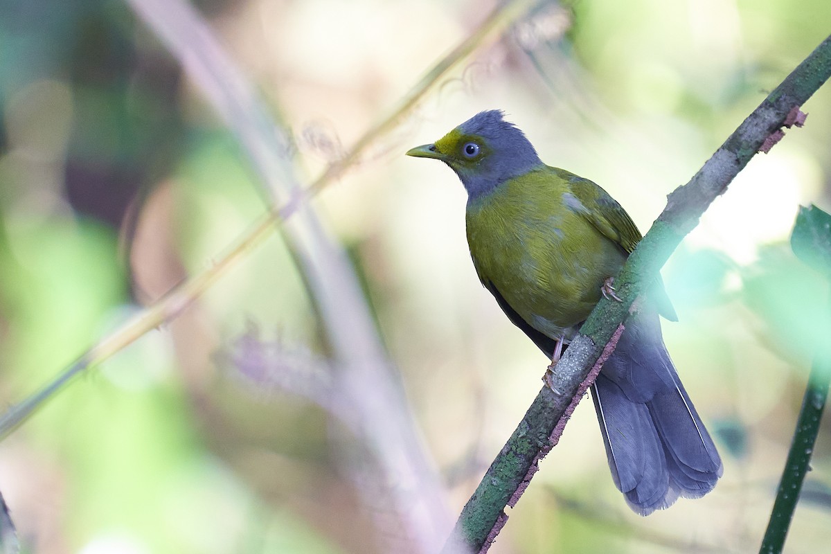 Gray-headed Bulbul - ML415785531