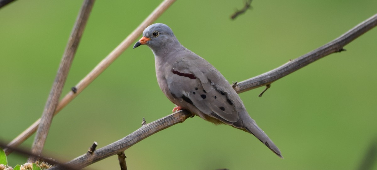 Croaking Ground Dove - ML415786171