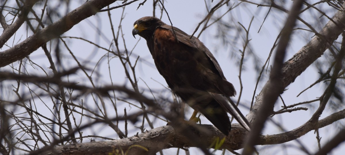 Harris's Hawk - ML415786381