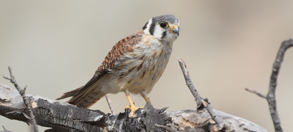 American Kestrel - ML415786581