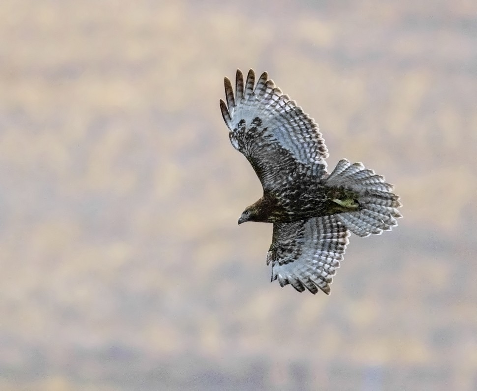 Red-tailed Hawk (Harlan's) - ML41578691