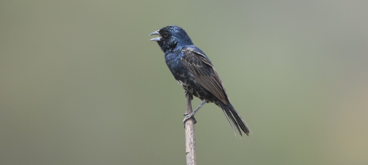 Blue-black Grassquit - ML415787181