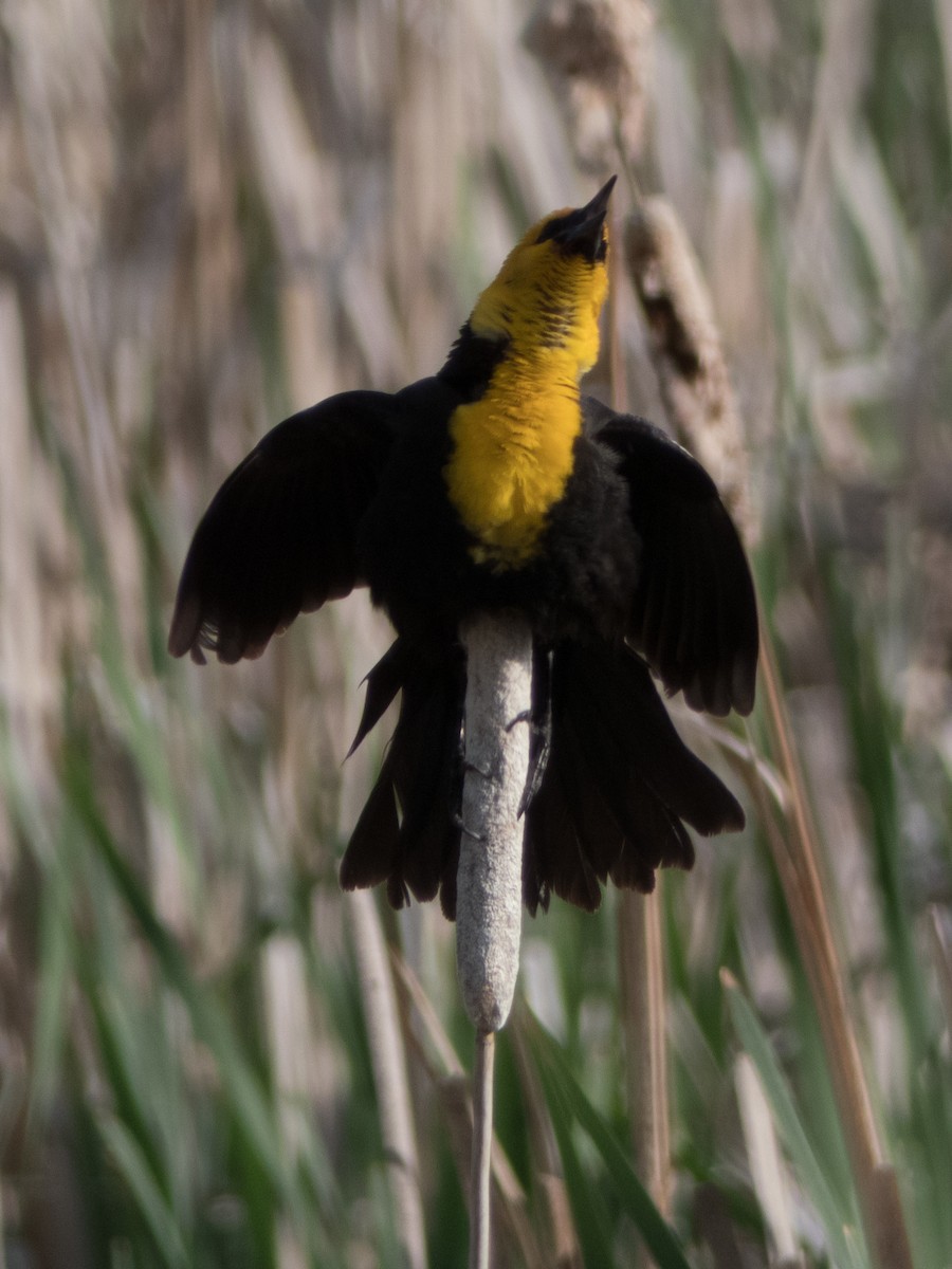 Yellow-headed Blackbird - ML415788391