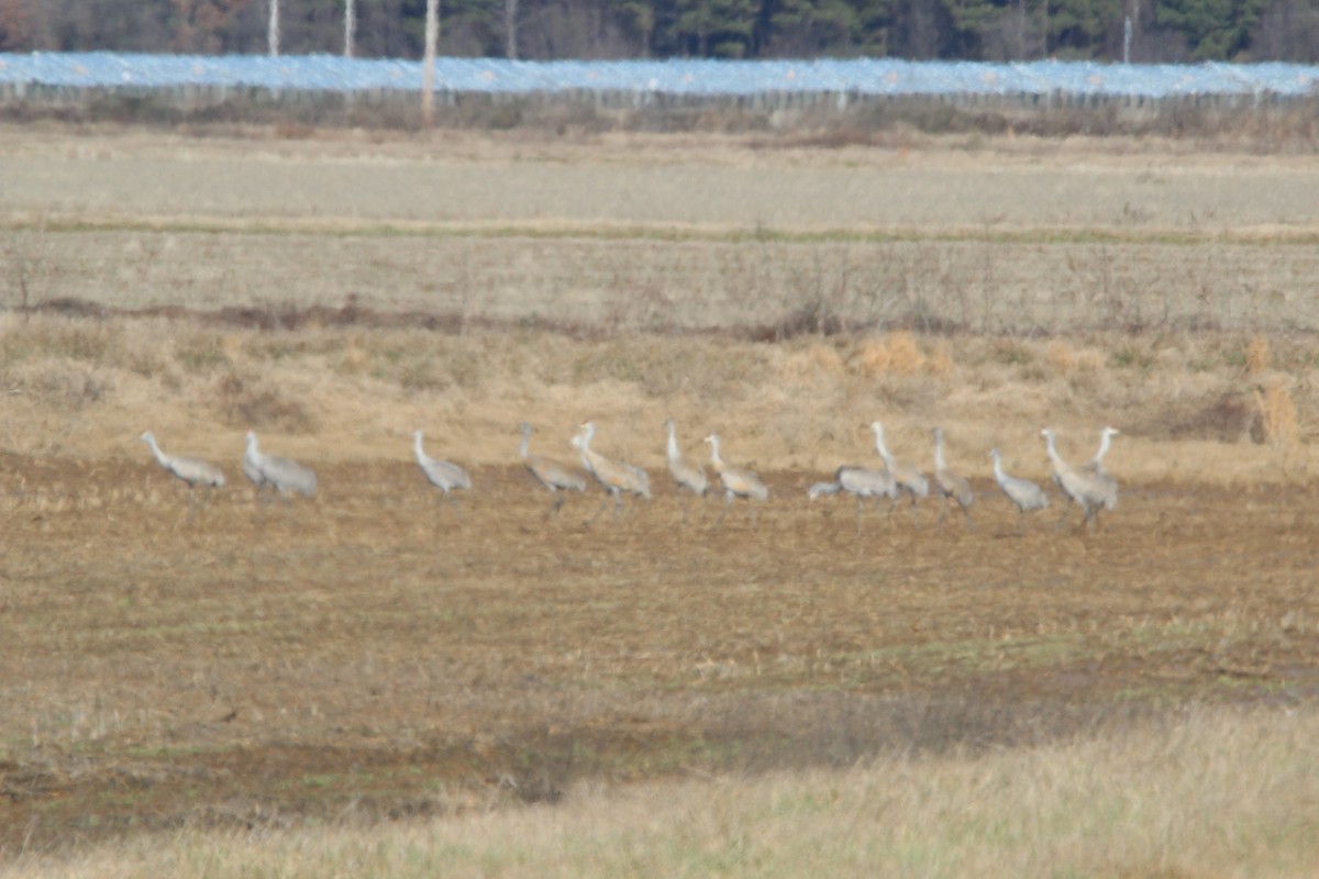 Sandhill Crane - ML415788411