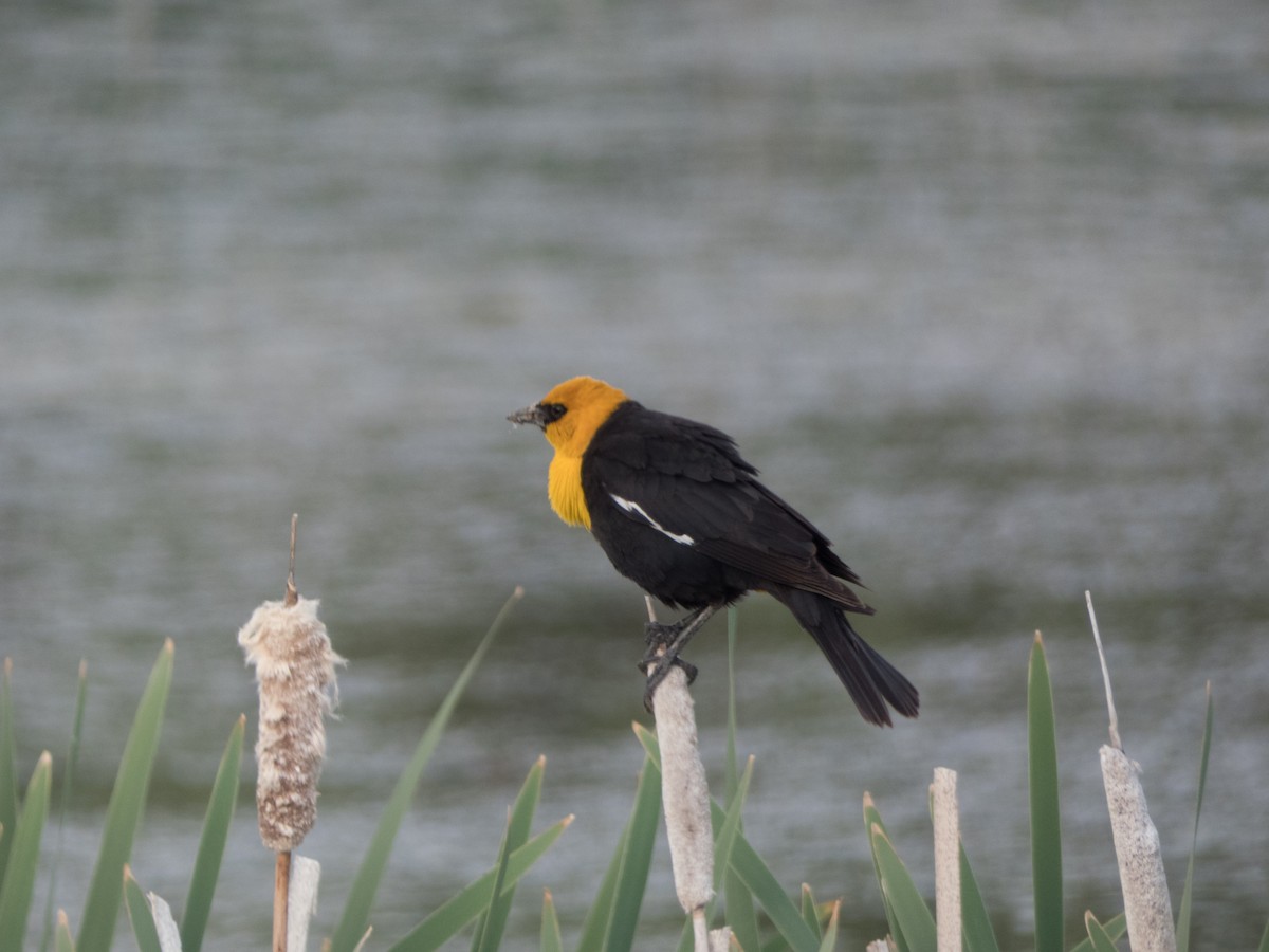 Yellow-headed Blackbird - ML415788421