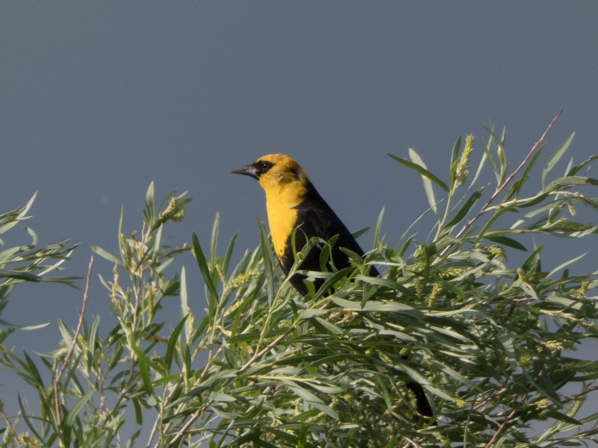 Yellow-headed Blackbird - ML415788461