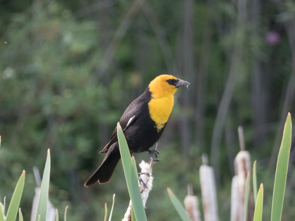 Yellow-headed Blackbird - Alina Martin