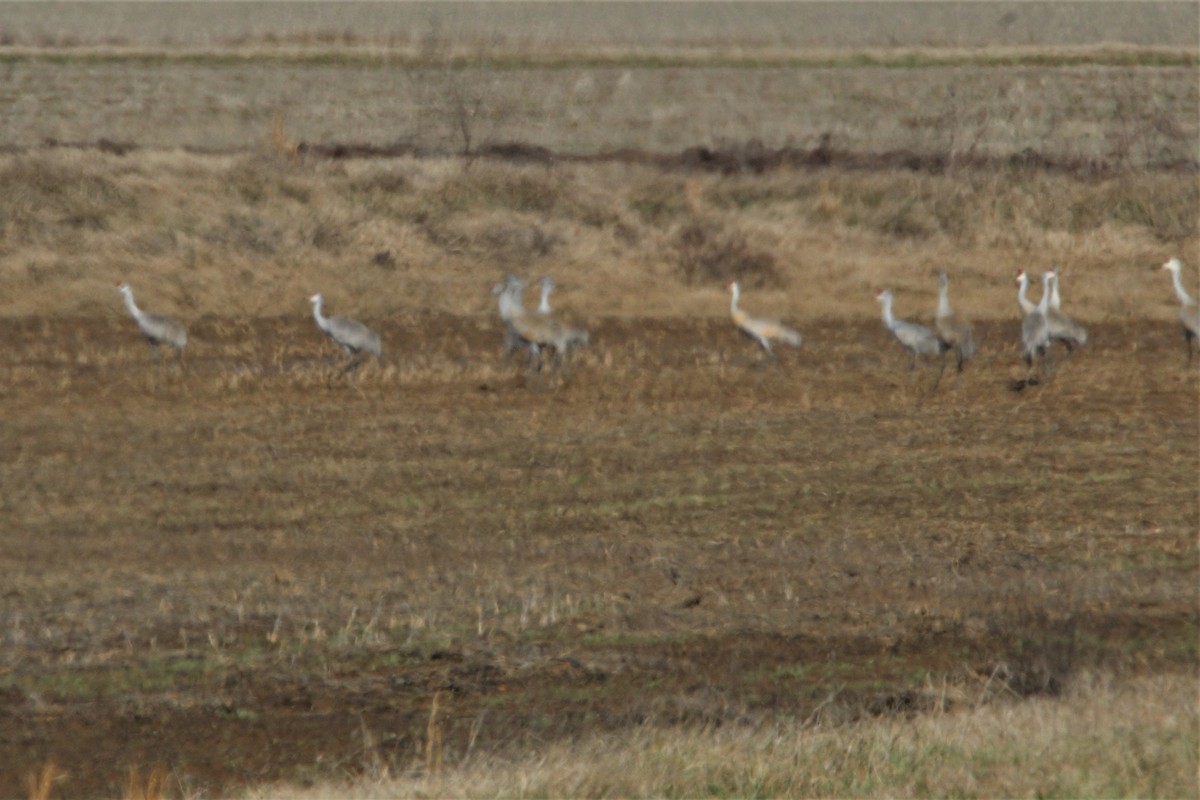 Sandhill Crane - ML415788671