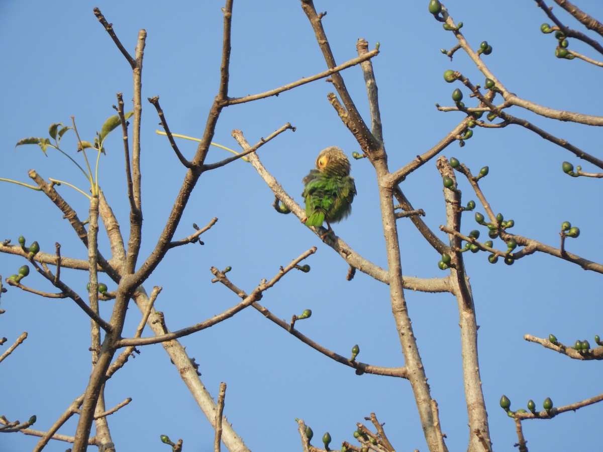 Kahverengi Başlı Barbet - ML415791161