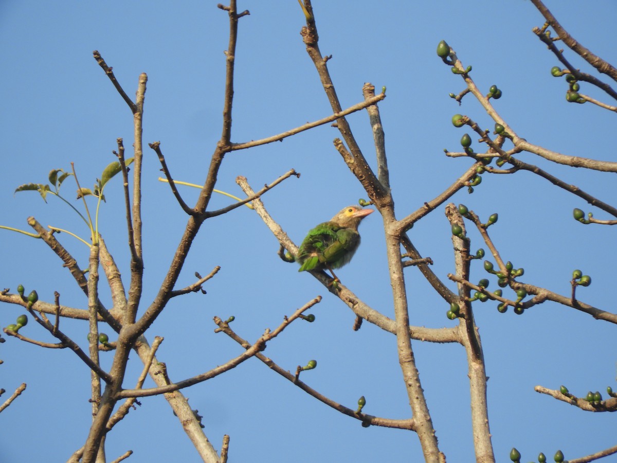 Kahverengi Başlı Barbet - ML415791251