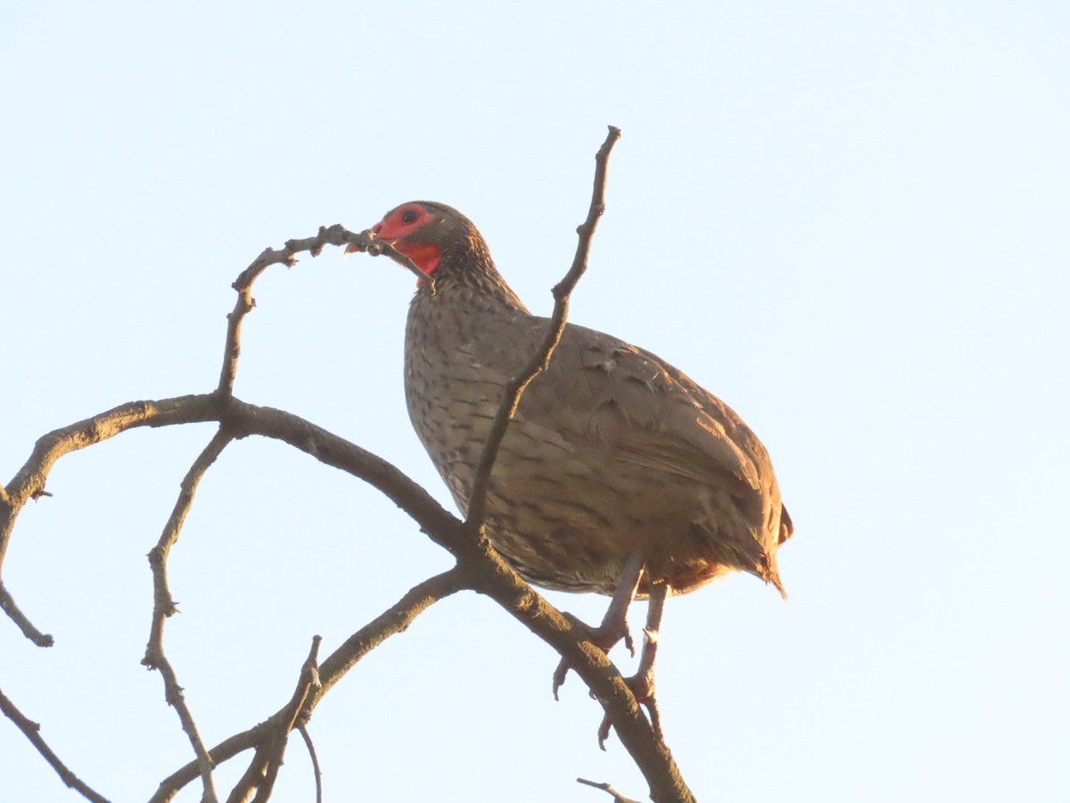 Swainson's Spurfowl - ML415791871