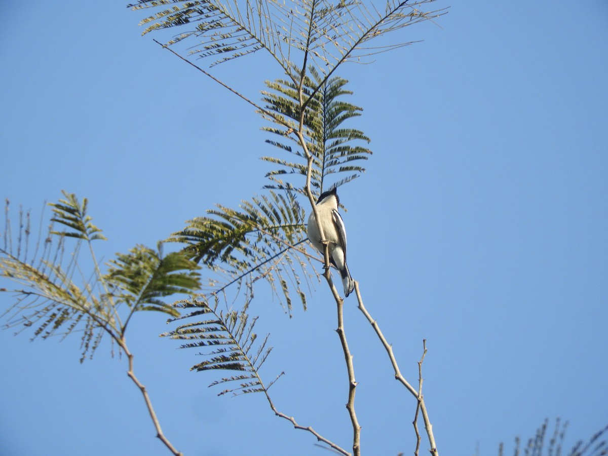 Hémipe gobemouche - ML415792011