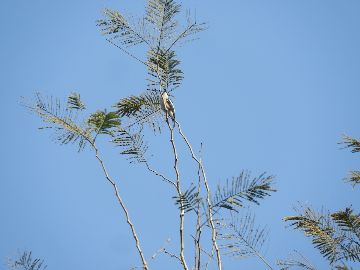 Bar-winged Flycatcher-shrike - Ashwin Viswanathan