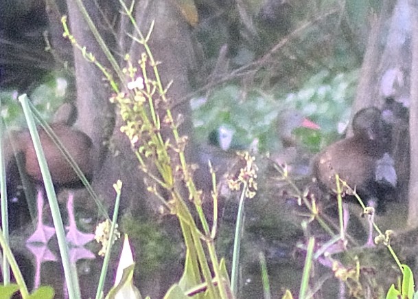 White-faced Whistling-Duck - ML41579391