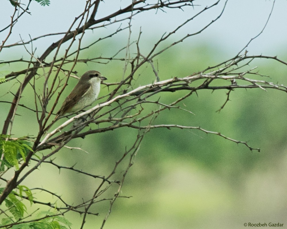 Red-backed Shrike - ML415797551