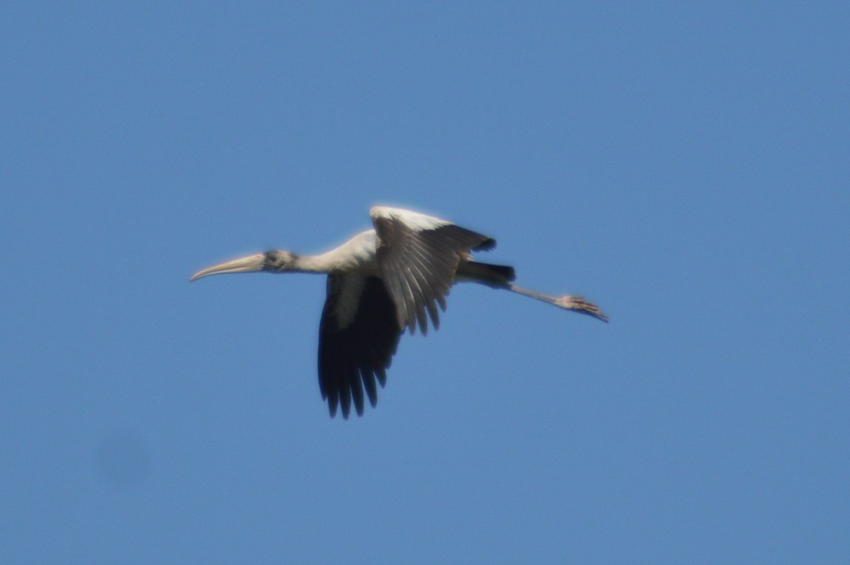 Wood Stork - ML415797741