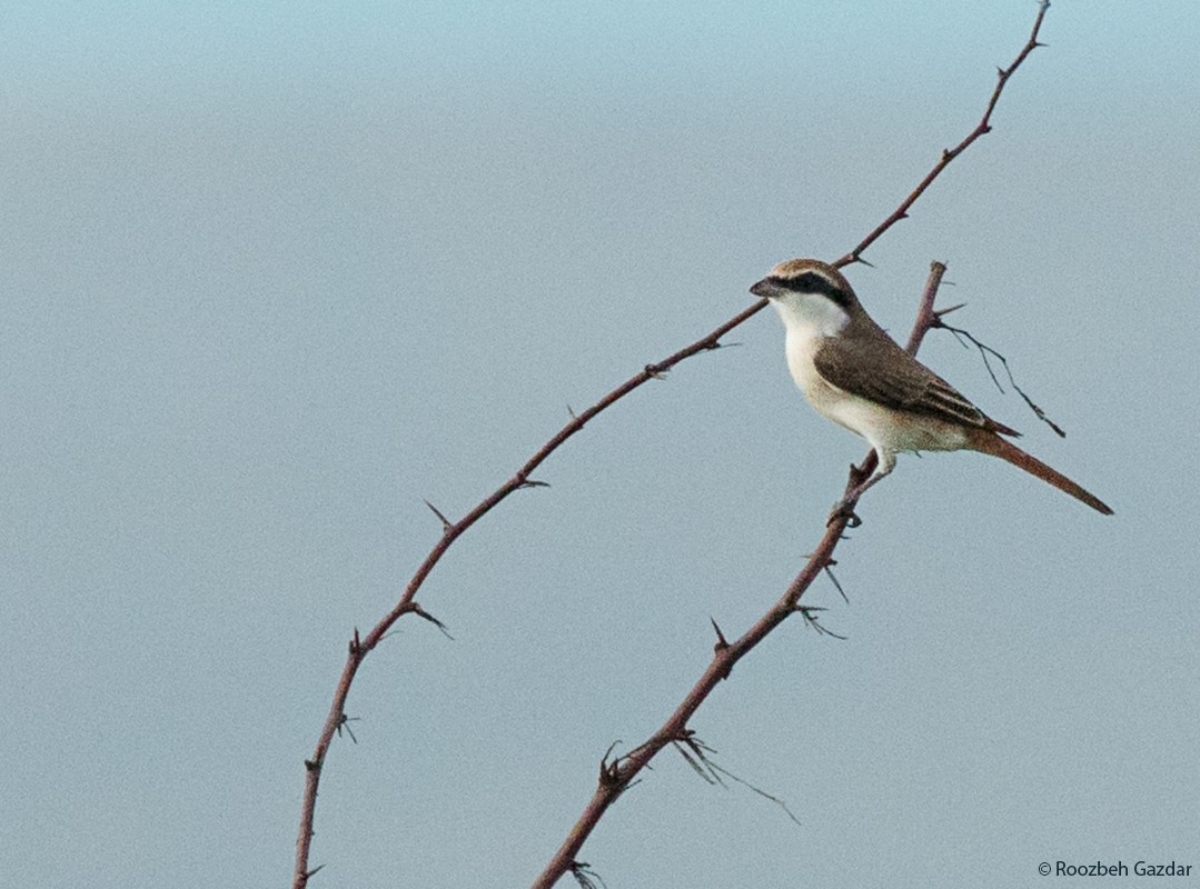 Red-tailed Shrike - ML415798251