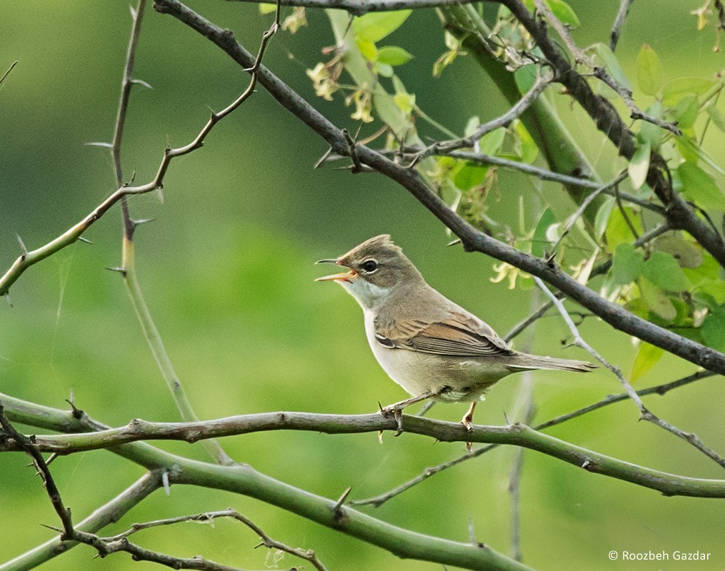 Greater Whitethroat - ML415798461