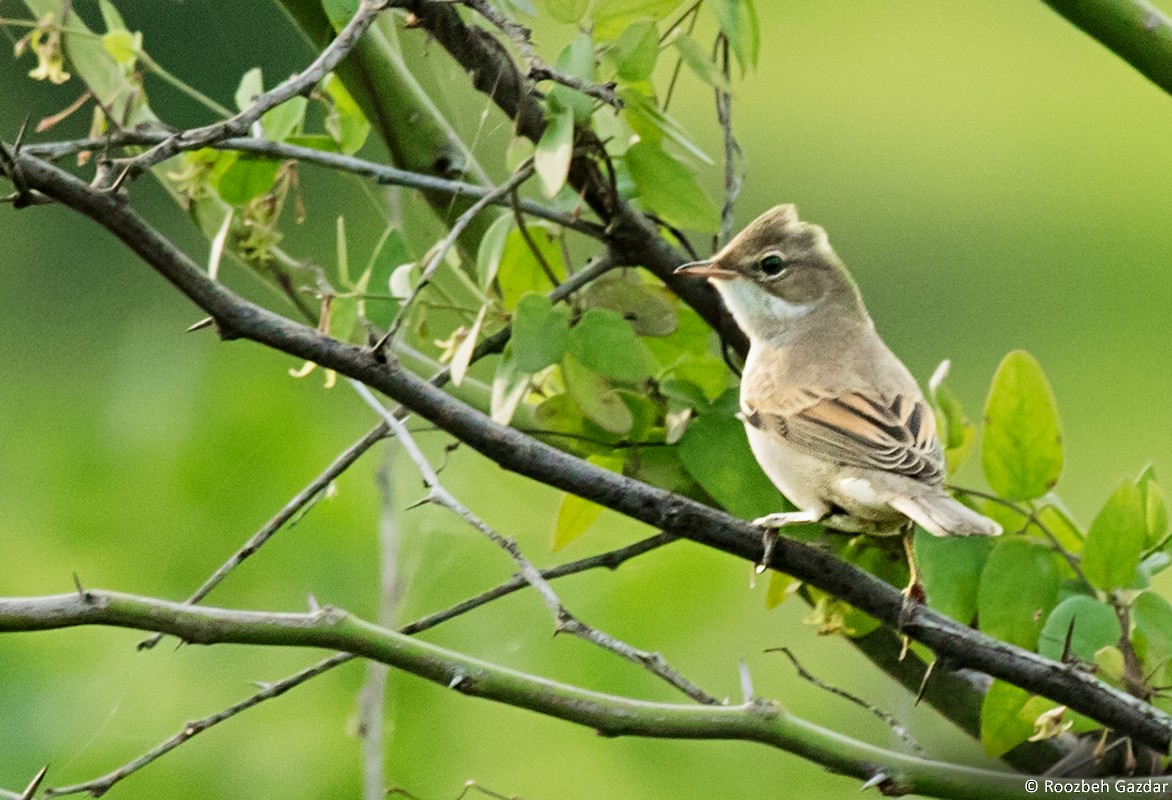 Greater Whitethroat - ML415798471