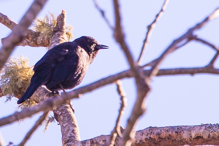 Rusty Blackbird - ML415802751