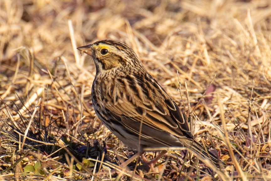 Savannah Sparrow - ML415802801