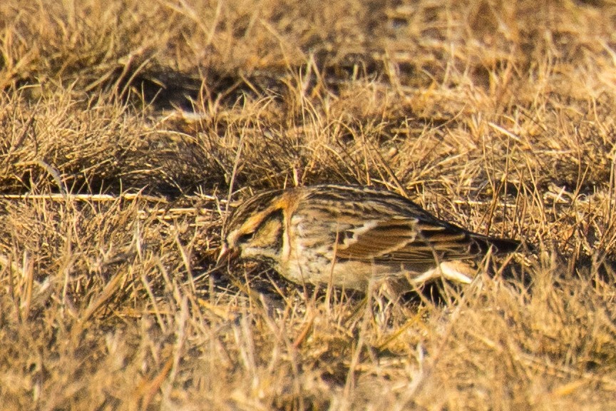 Буулгат хөмрөг - ML415802851