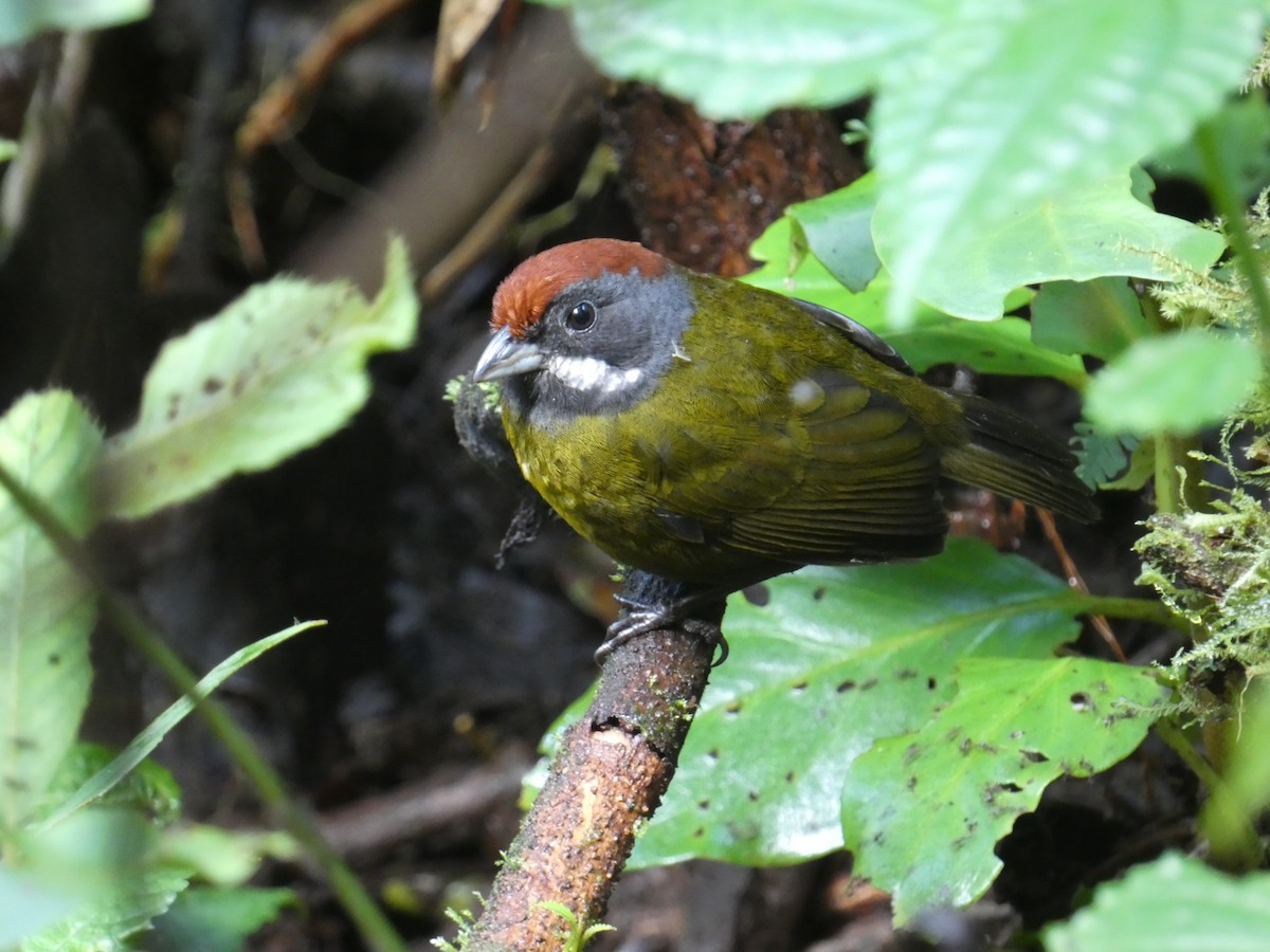 Sooty-faced Finch - Nicolás  Molina