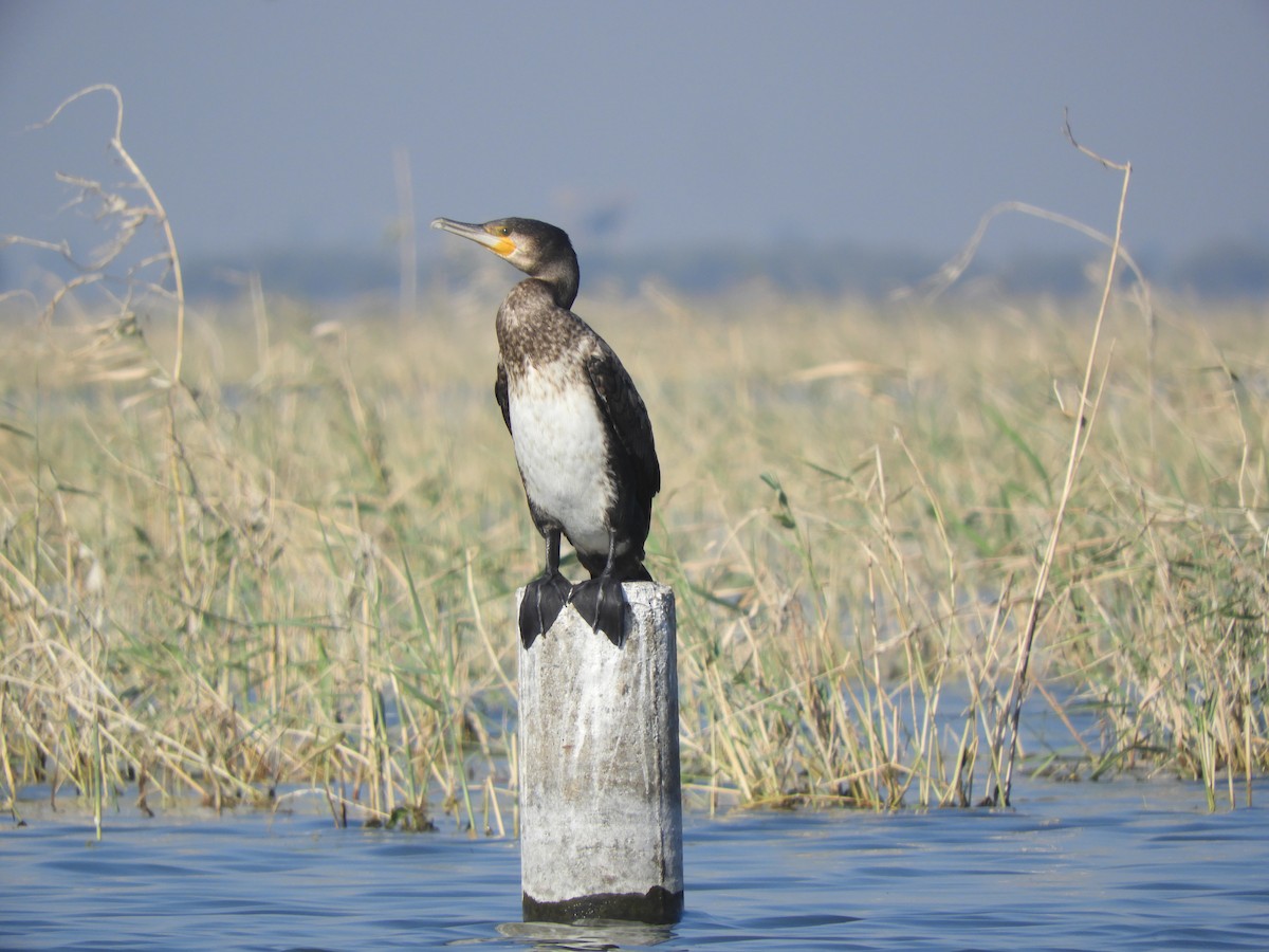 Cormorán Grande - ML415804271