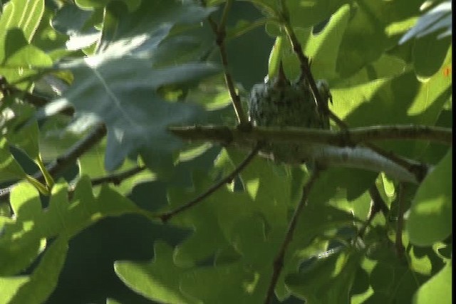 Ruby-throated Hummingbird - ML415805