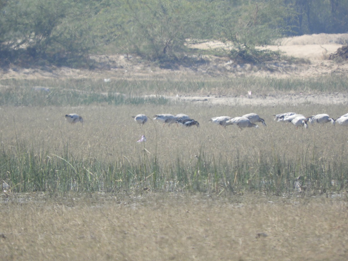 Bar-headed Goose - ML415805141