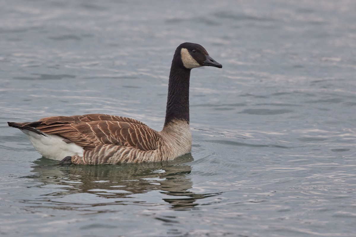 Canada Goose - ML415805871