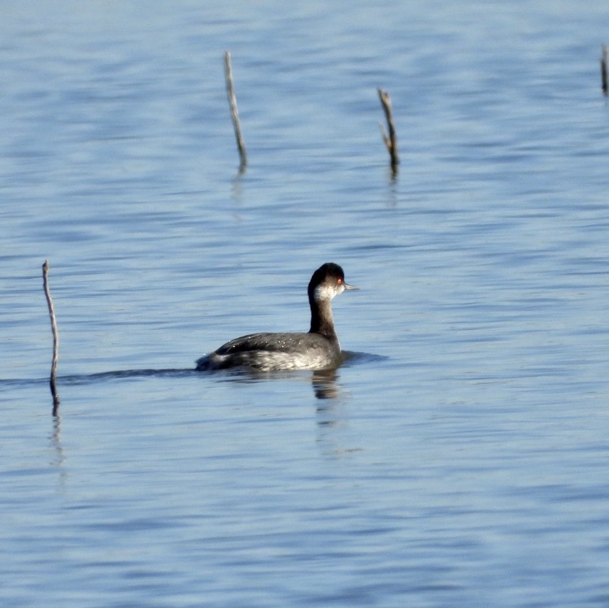 Eared Grebe - Christopher Daniels