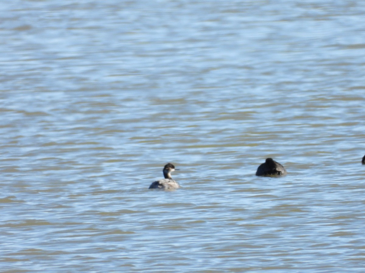 Eared Grebe - Christopher Daniels