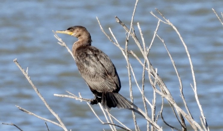 Neotropic Cormorant - Christopher Daniels