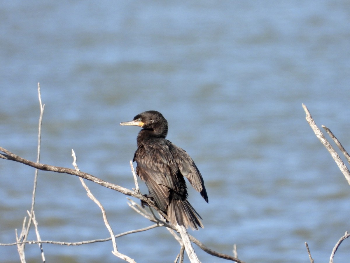 Neotropic Cormorant - Christopher Daniels