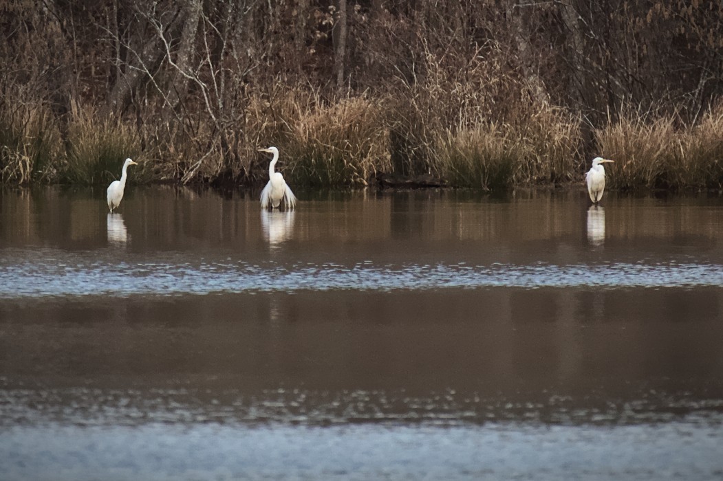 Great Egret - ML415807171