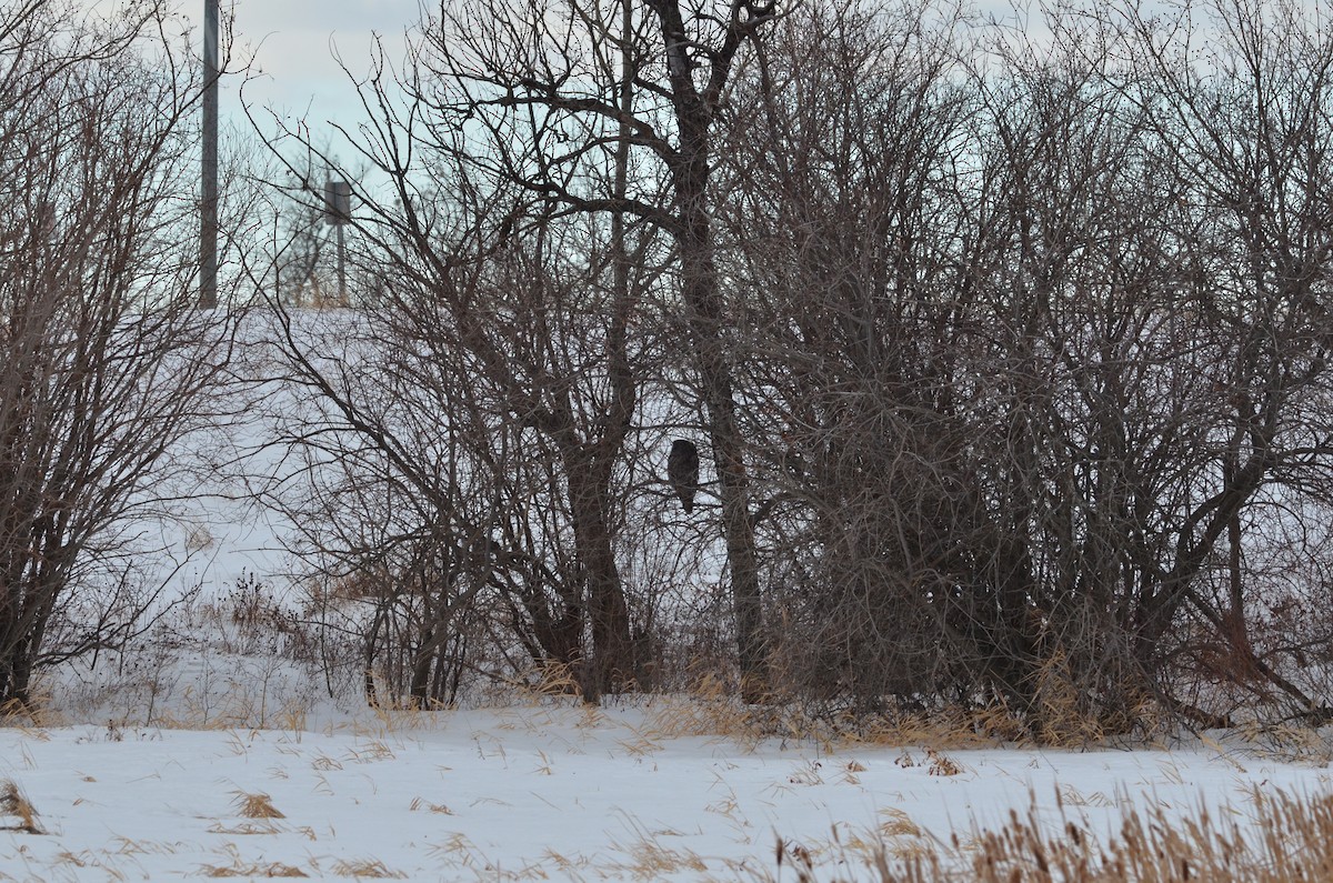 Great Gray Owl - ML415807721