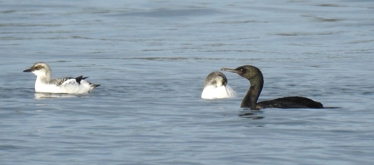 Cormorán Pelágico - ML41580831