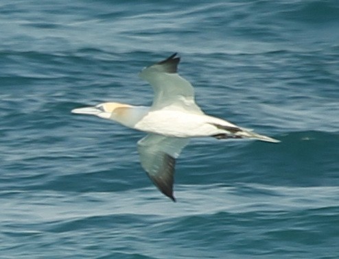 Northern Gannet - ML415808801