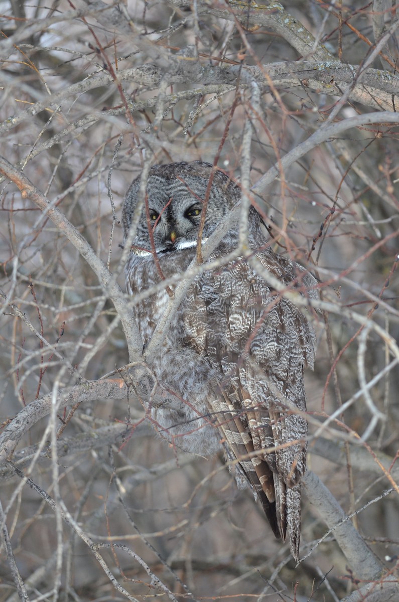 Great Gray Owl - ML415808841