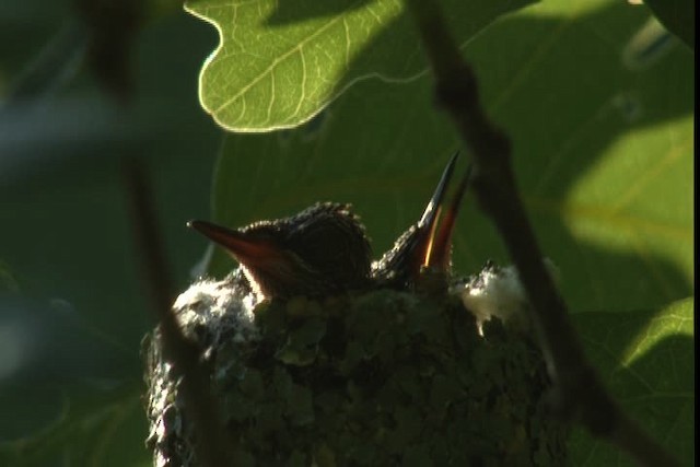 Ruby-throated Hummingbird - ML415810